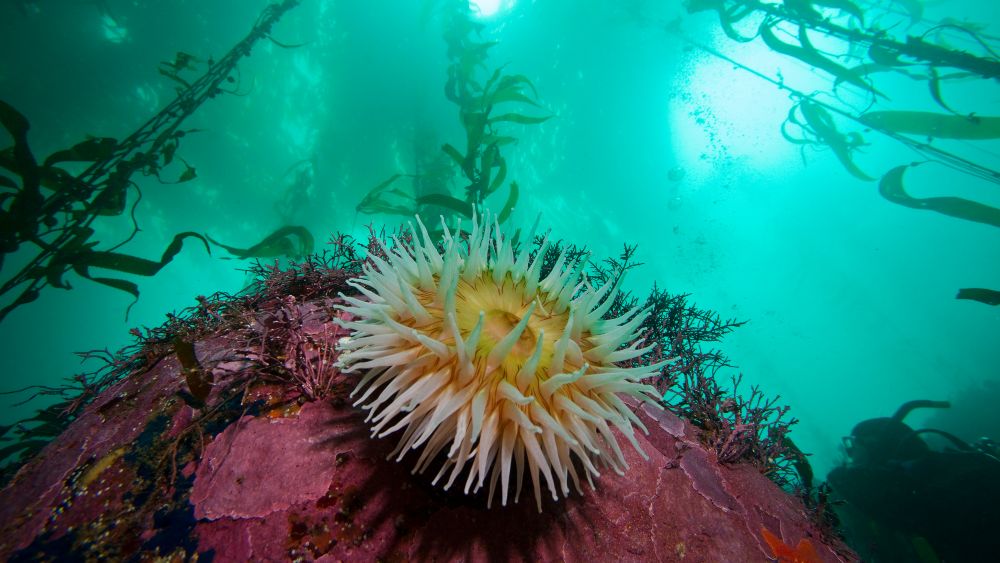 A large white anemone is positioned alone on a rocky substrate covered in encrusting pink coralline algae, and other red algae with giant kelp in the background.